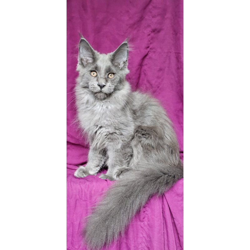 Maine Coon EZ Freya