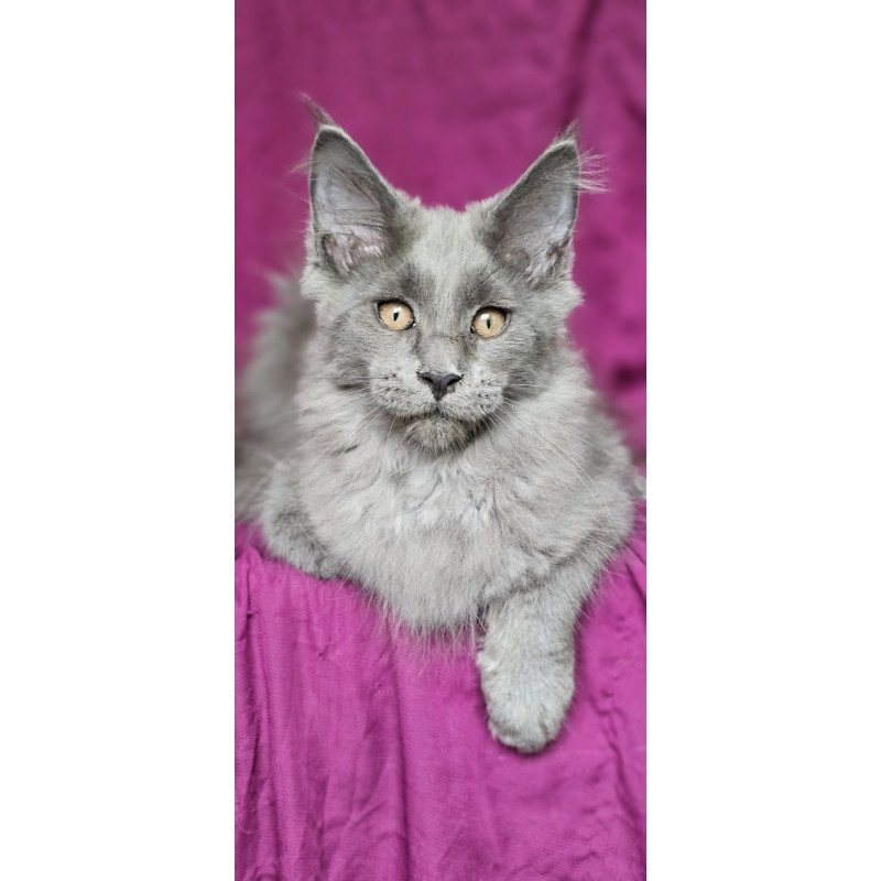 Maine Coon EZ Freya