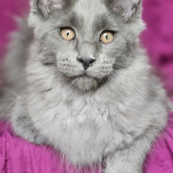 Maine Coon EZ Freya