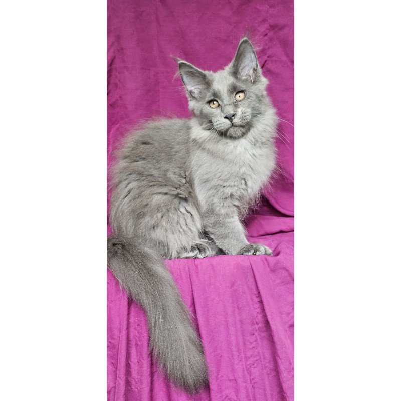 Maine Coon EZ Freya