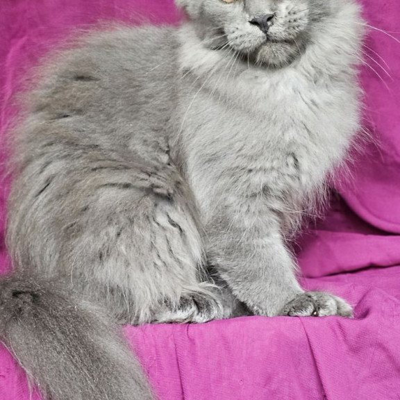 Maine Coon EZ Freya