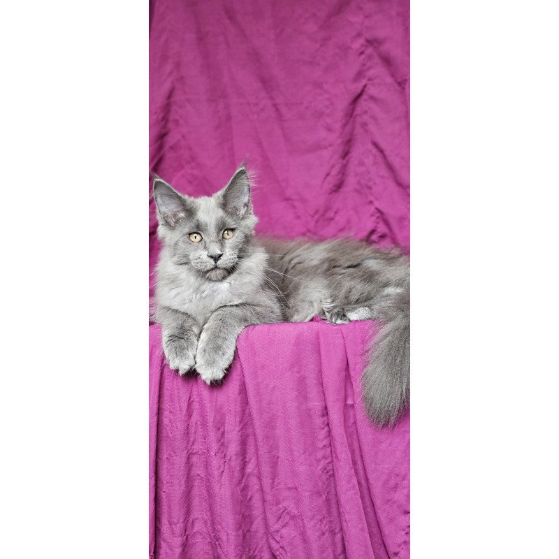 Maine Coon EZ Freya