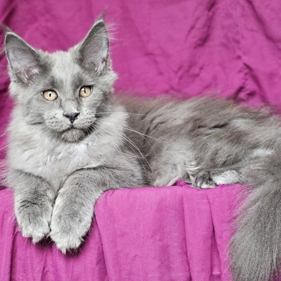 Maine Coon EZ Freya
