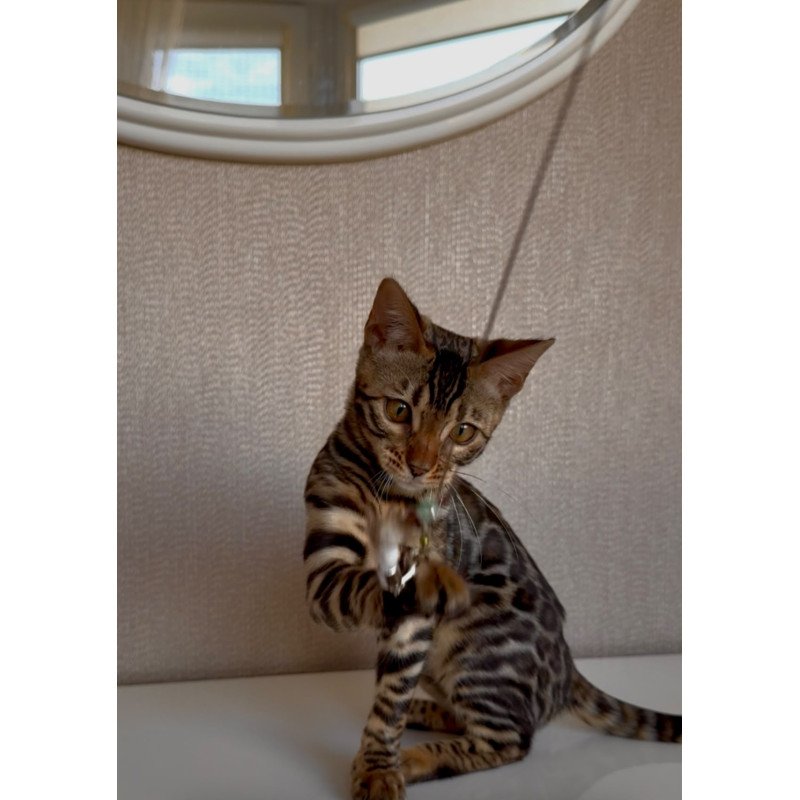Bengal EZ Genesis