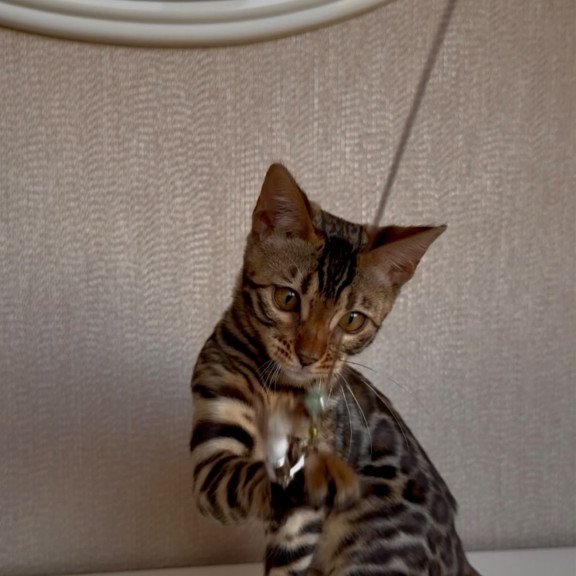 Bengal EZ Genesis