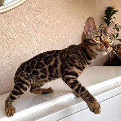 Bengal EZ Genesis