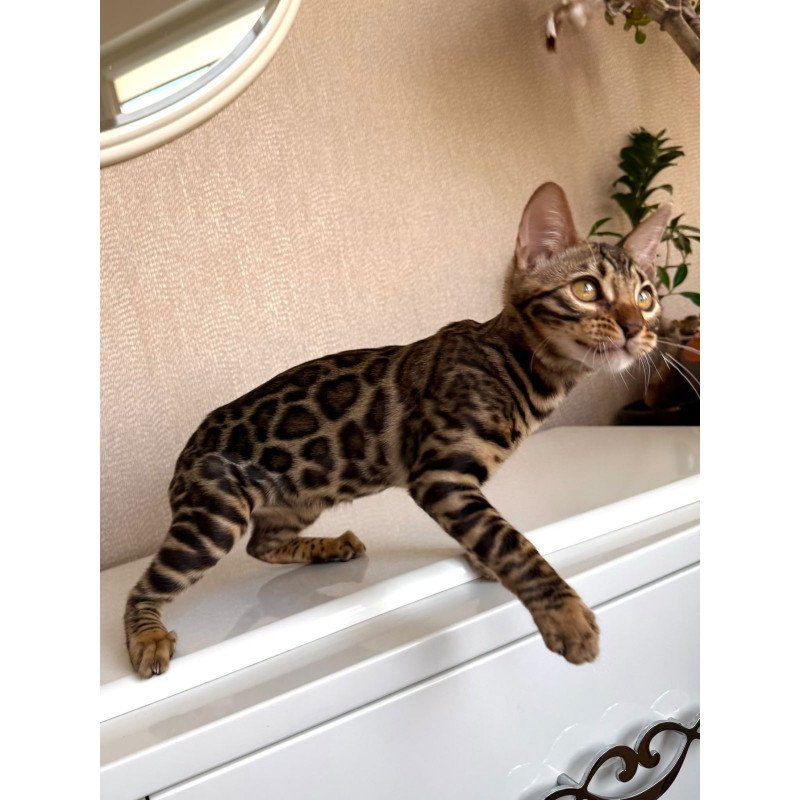 Bengal EZ Genesis