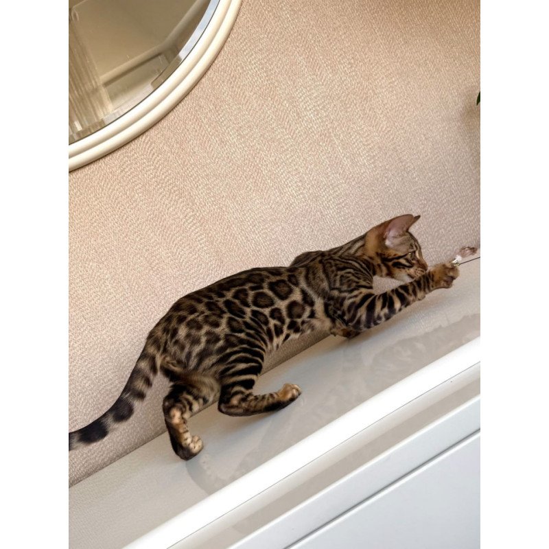Bengal EZ Genesis