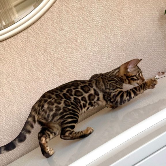Bengal EZ Genesis