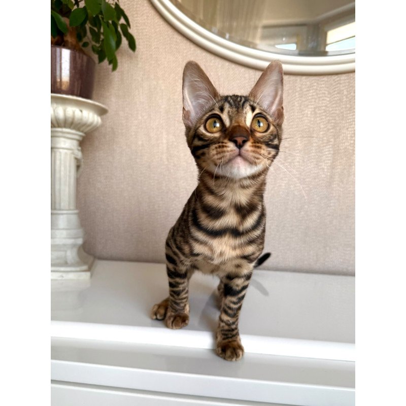 Bengal EZ Genesis