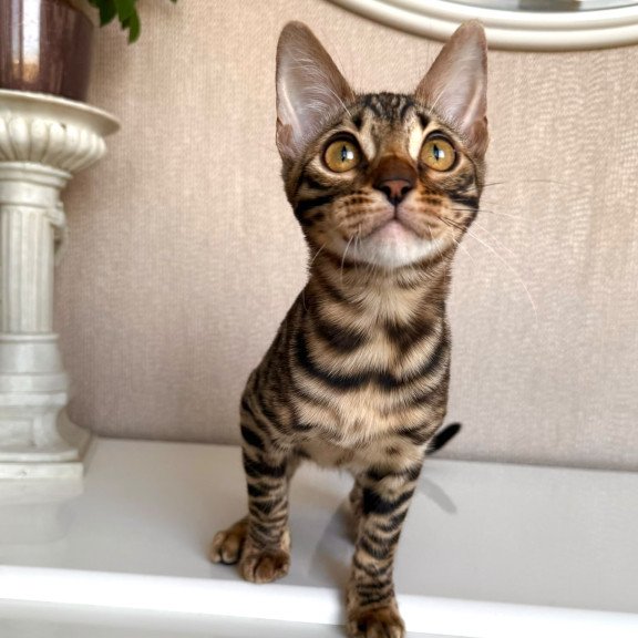 Bengal EZ Genesis