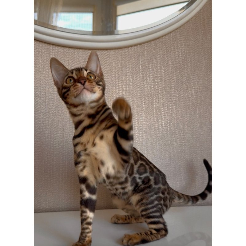 Bengal EZ Genesis