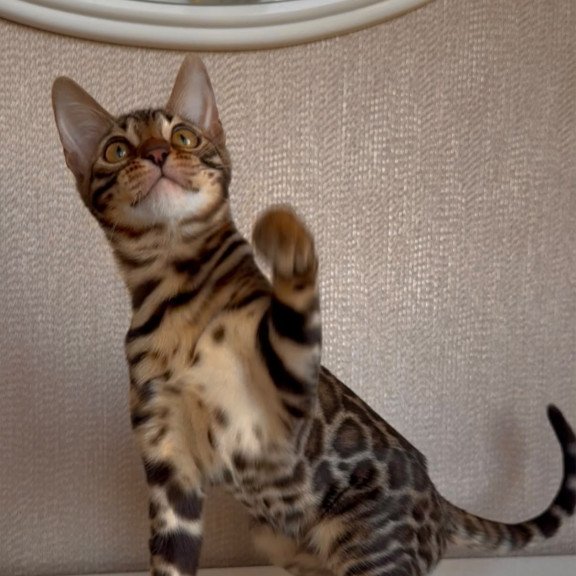 Bengal EZ Genesis