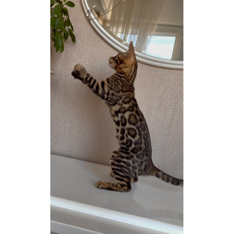 Bengal EZ Genesis