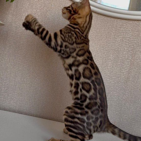Bengal EZ Genesis