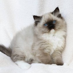 Ragdoll EZ Yager