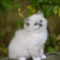 Ragdoll EZ Royce