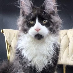 Maine Coon EZ Emil