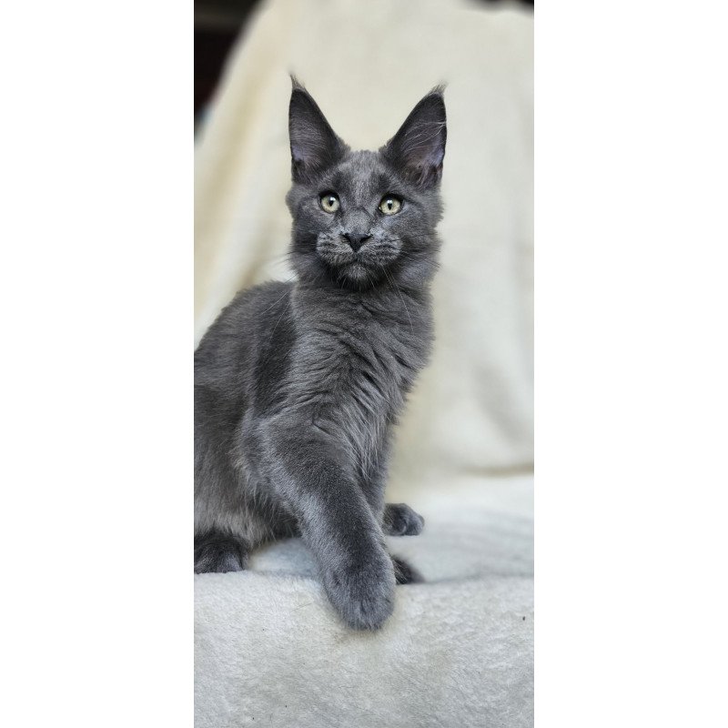 Maine Coon EZ Marsel
