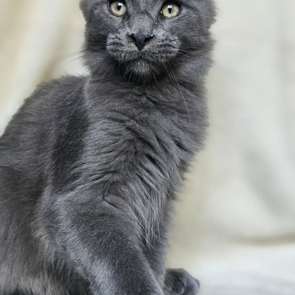 Maine Coon EZ Marsel