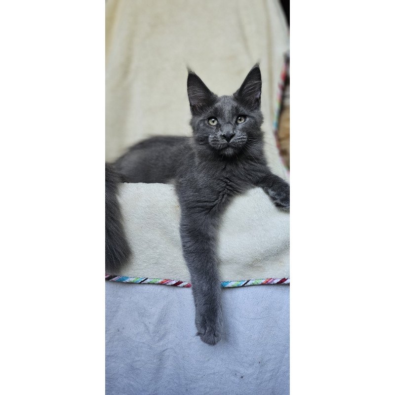 Maine Coon EZ Marsel