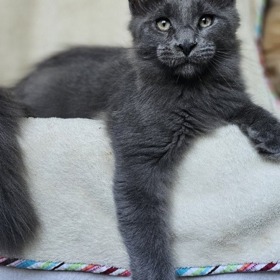 Maine Coon EZ Marsel