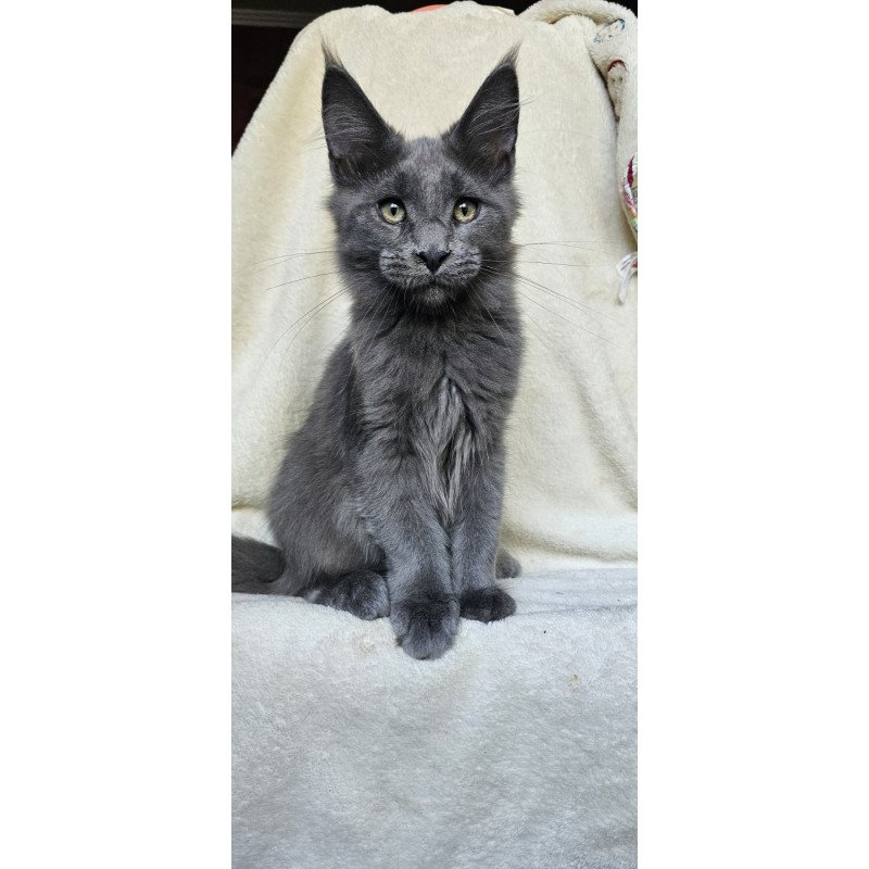 Maine Coon EZ Marsel