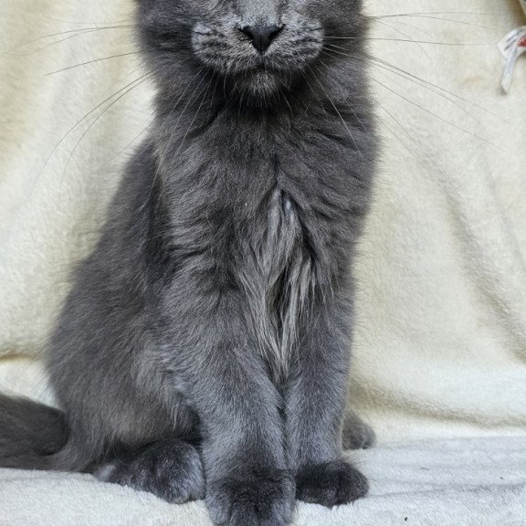 Maine Coon EZ Marsel