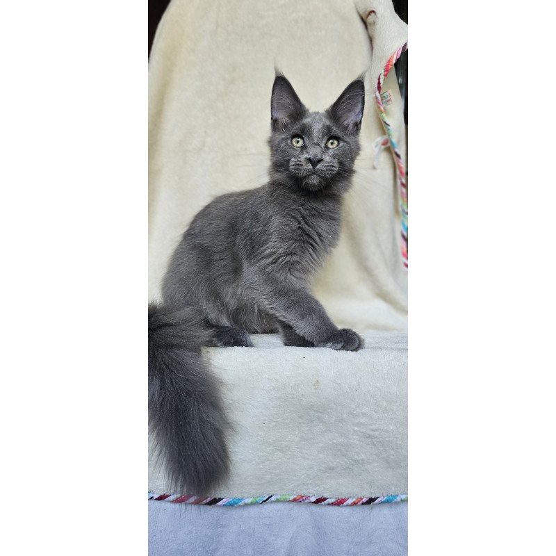 Maine Coon EZ Marsel