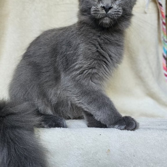 Maine Coon EZ Marsel