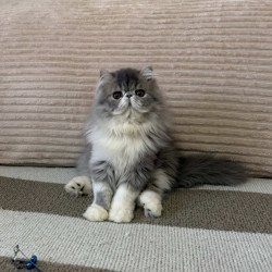 Persian EZ Lady Blue
