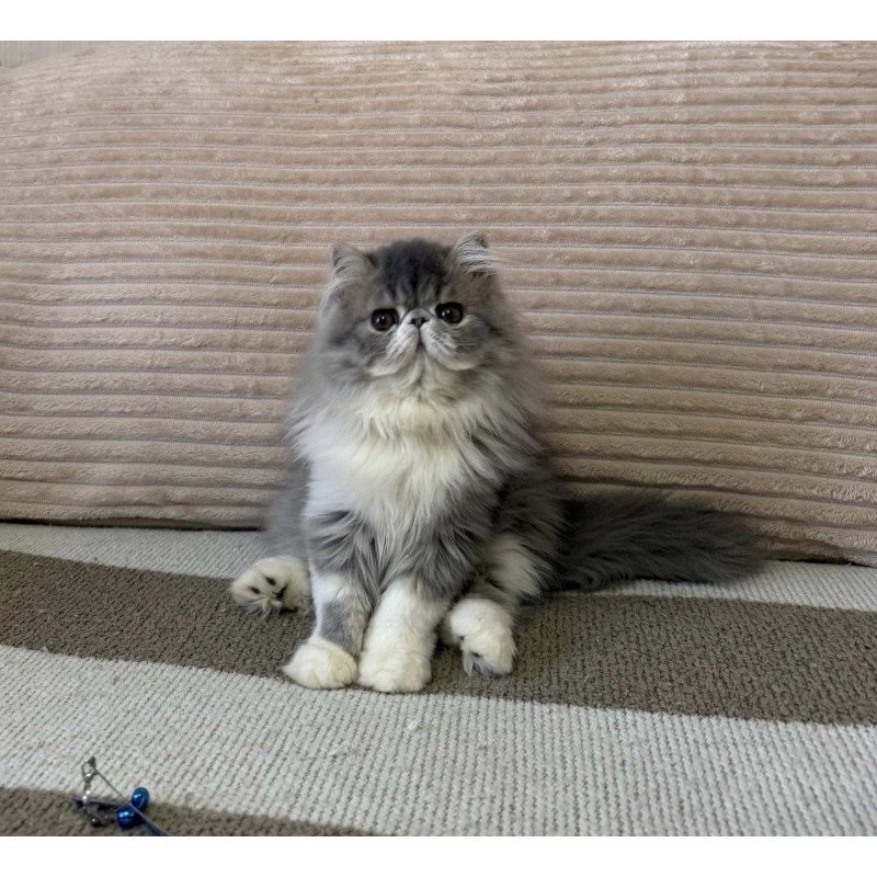 Persian EZ Lady Blue