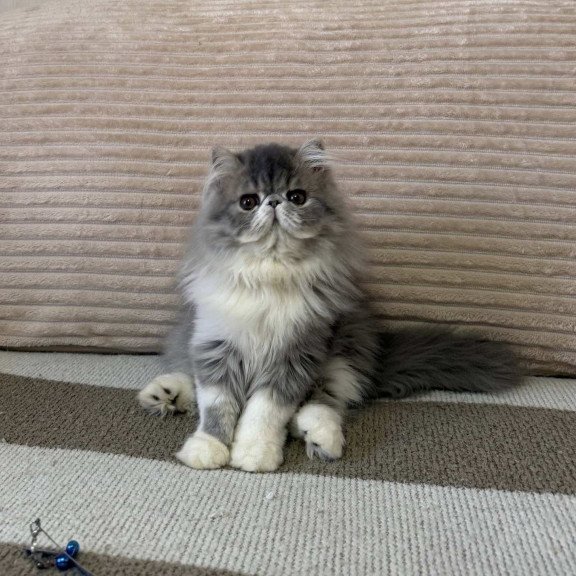 Persian EZ Lady Blue