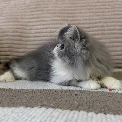 Persian EZ Lady Blue