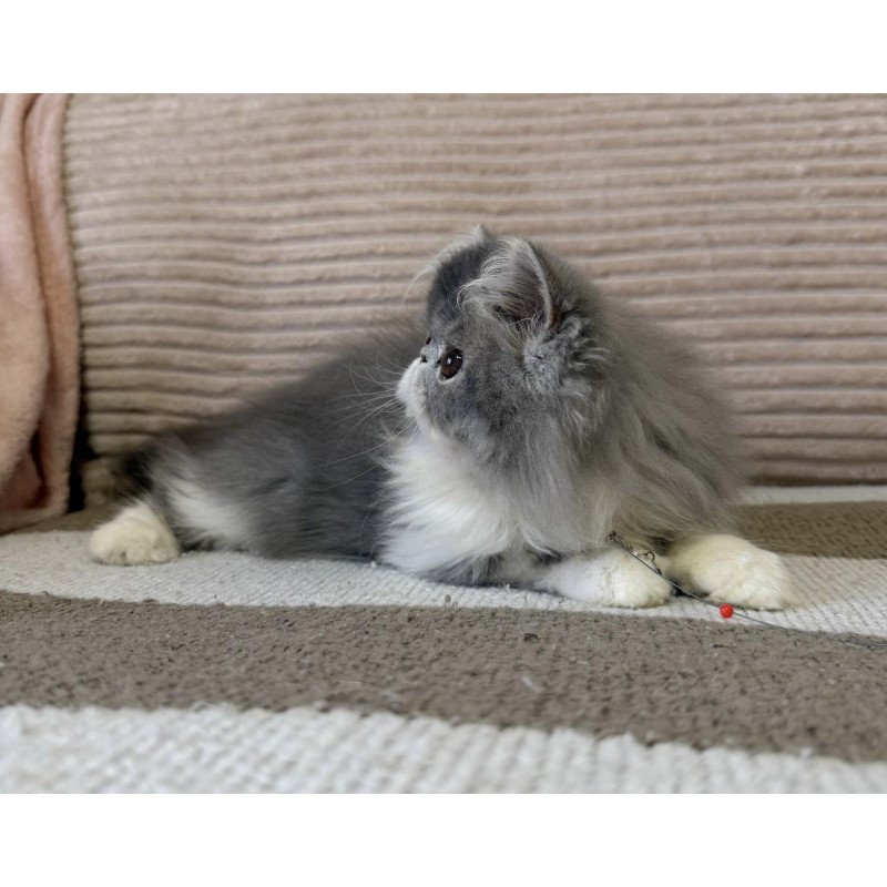 Persian EZ Lady Blue