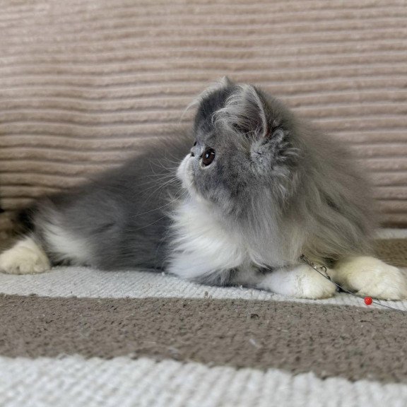 Persian EZ Lady Blue