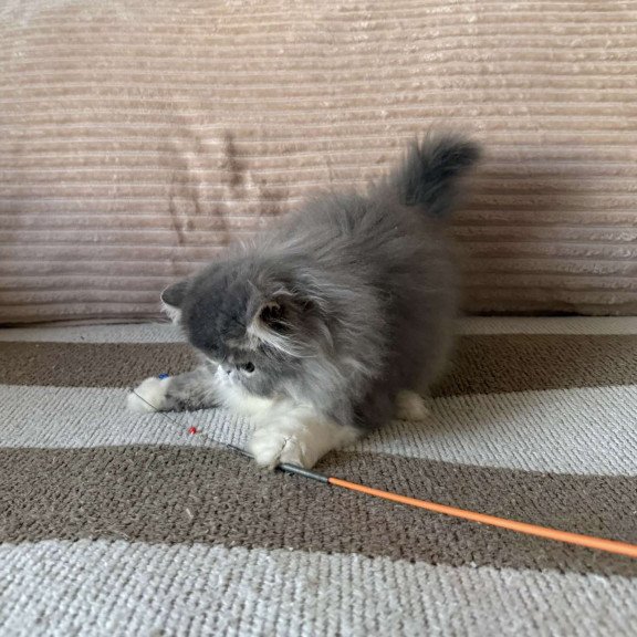 Persian EZ Lady Blue