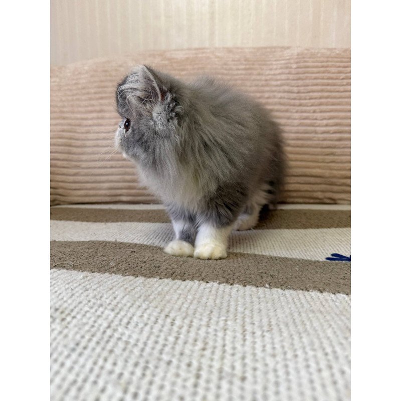 Persian EZ Lady Blue