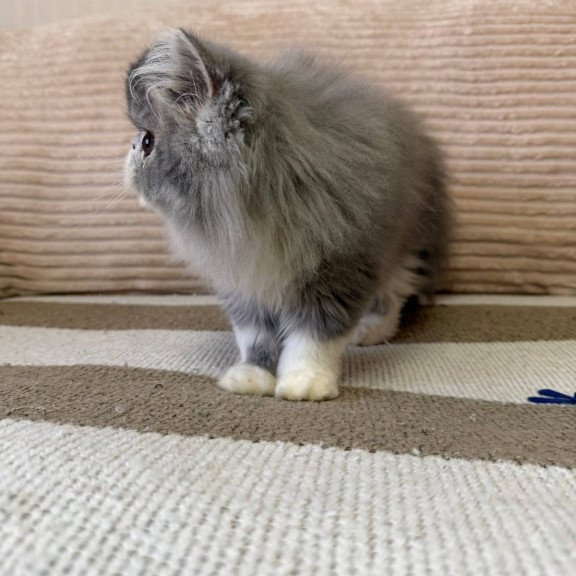 Persian EZ Lady Blue