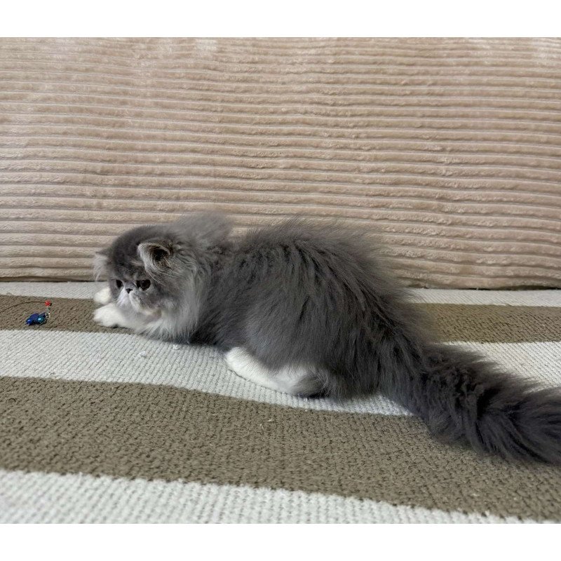 Persian EZ Lady Blue