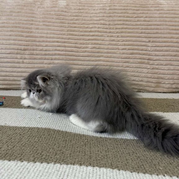 Persian EZ Lady Blue