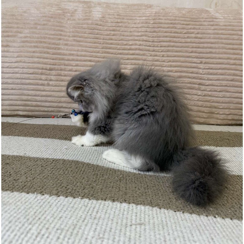 Persian EZ Lady Blue
