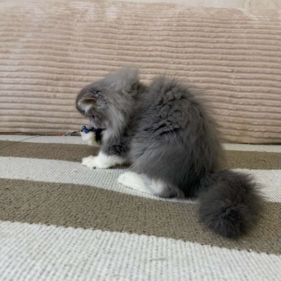 Persian EZ Lady Blue
