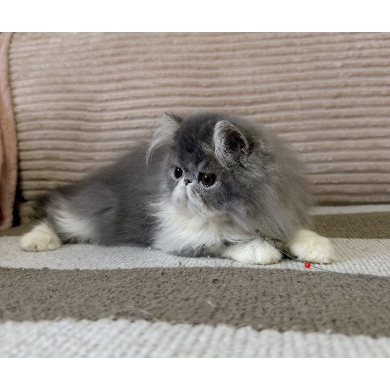 Persian EZ Lady Blue