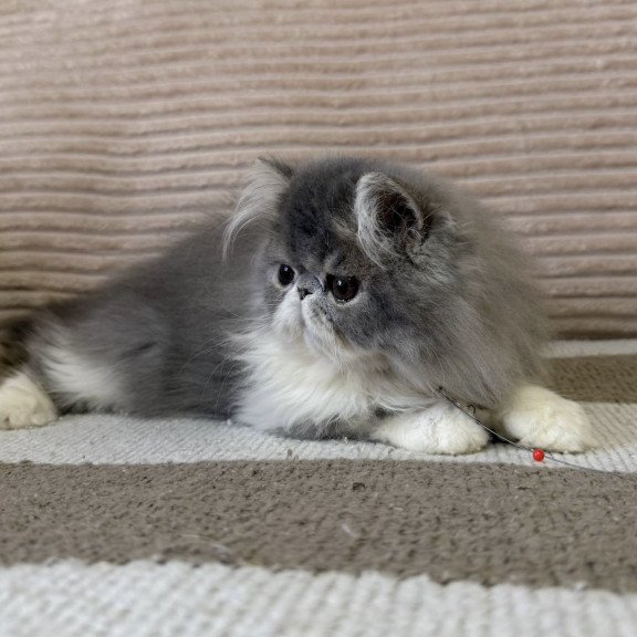 Persian EZ Lady Blue