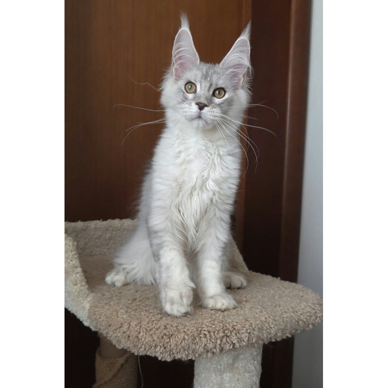 Maine Coon EZ Jasper