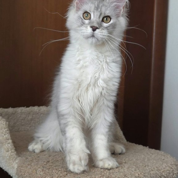 Maine Coon EZ Jasper