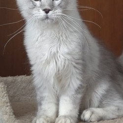 Maine Coon EZ Jasper