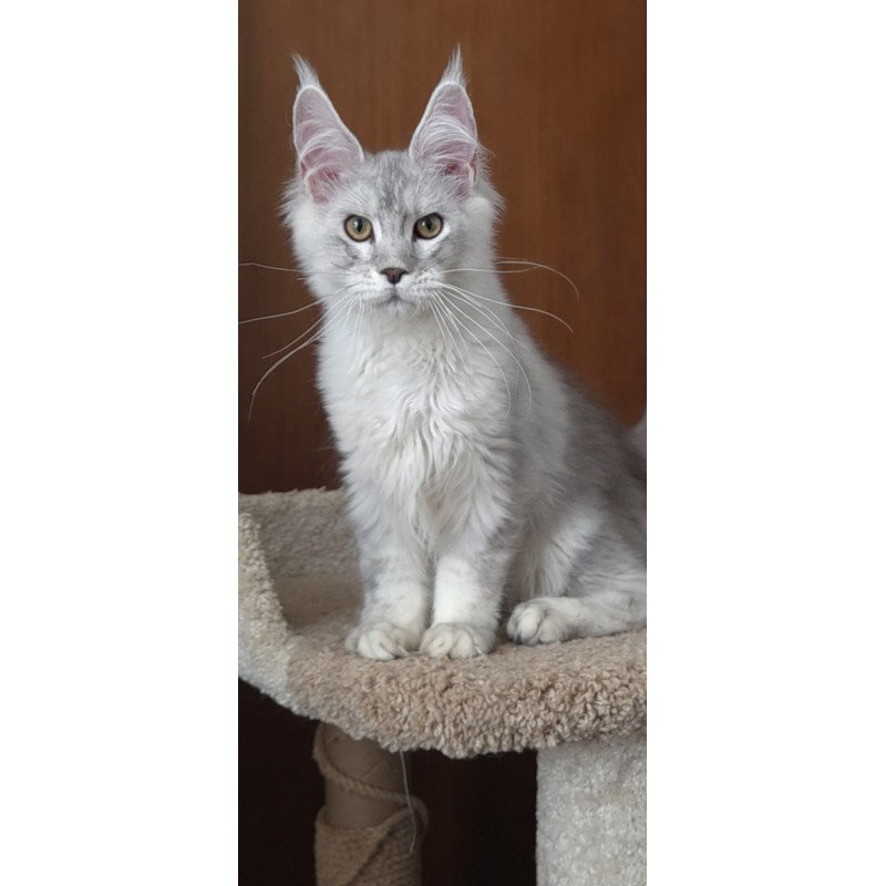 Maine Coon EZ Jasper
