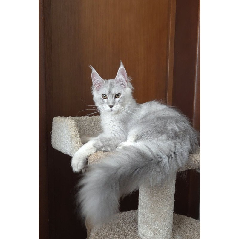 Maine Coon EZ Jasper